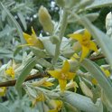 Elaeagnus angustifolia 2